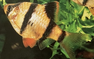 Puntius tétrazona ou barbus de Sumatra femelle